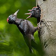 Black woodpecker (Dryocopus martius) female feeding young / chicks / nestlings in nest hole in beech tree in forest in spring
